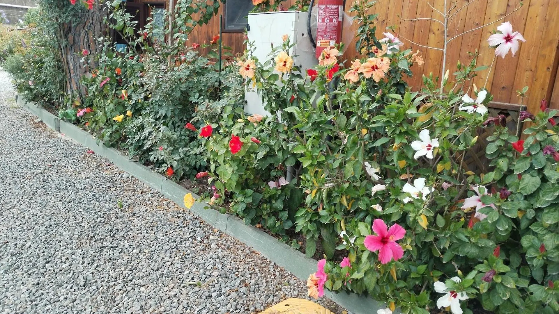 Camping Roma Villa Ventimiglia Italy